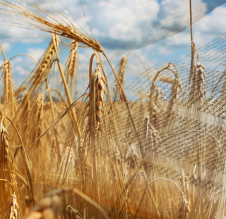 Shiur Shavuot
